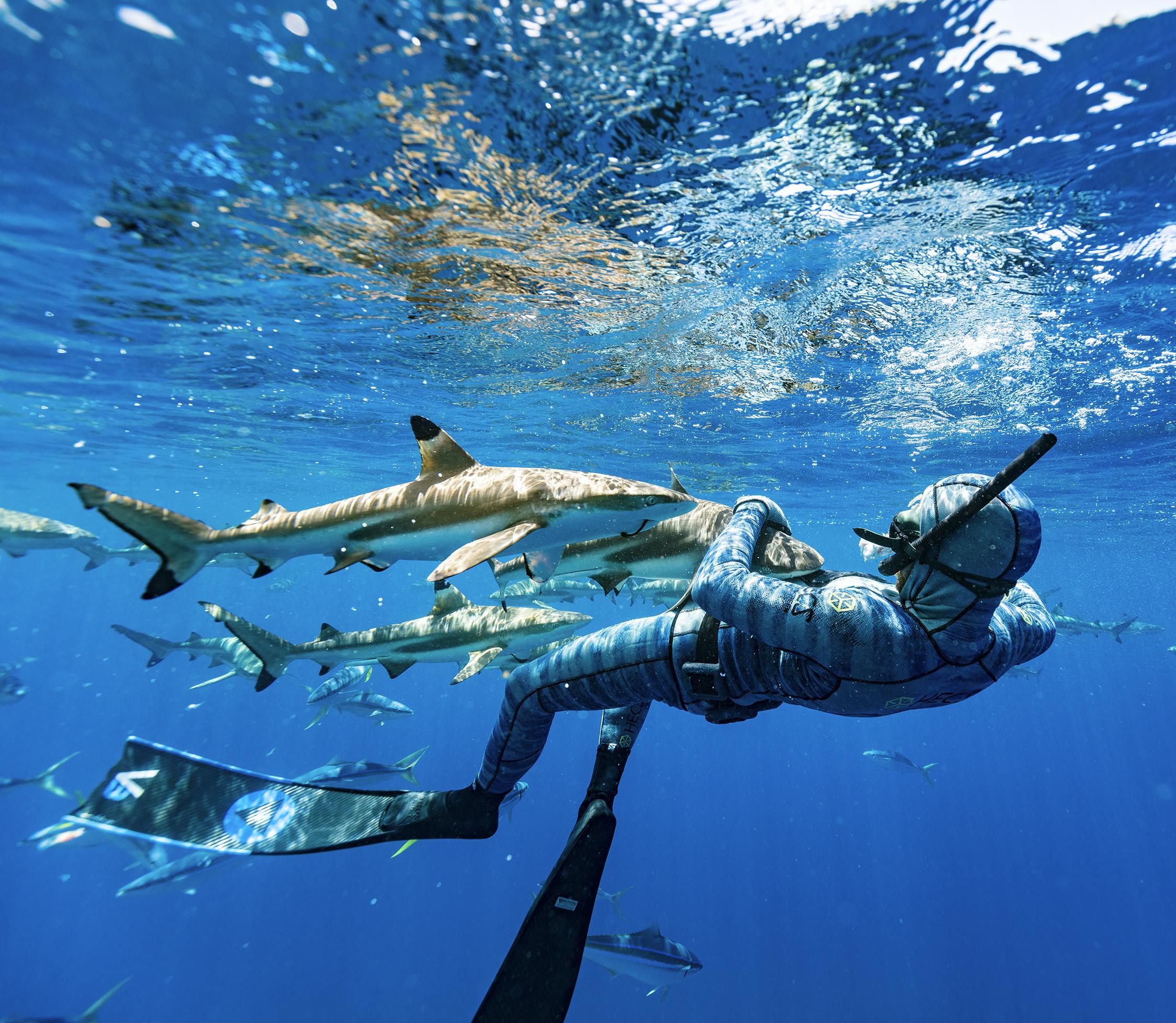 Moorea Shark Watching Expedition