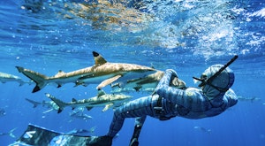 Moorea Shark Watching Expedition