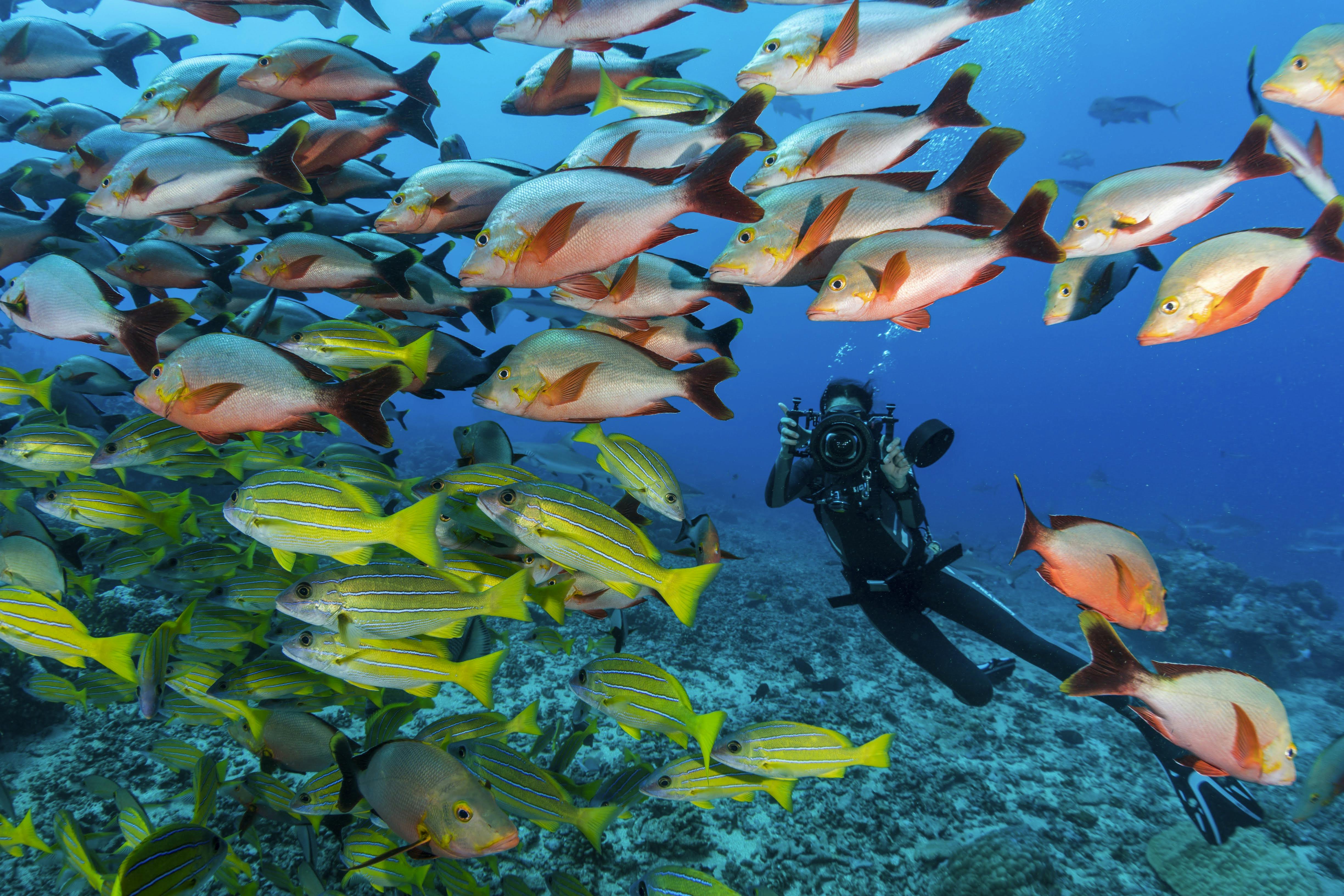 Scuba Diving - The Island of Tahiti