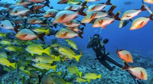 Scuba Diving - The Island of Tahiti