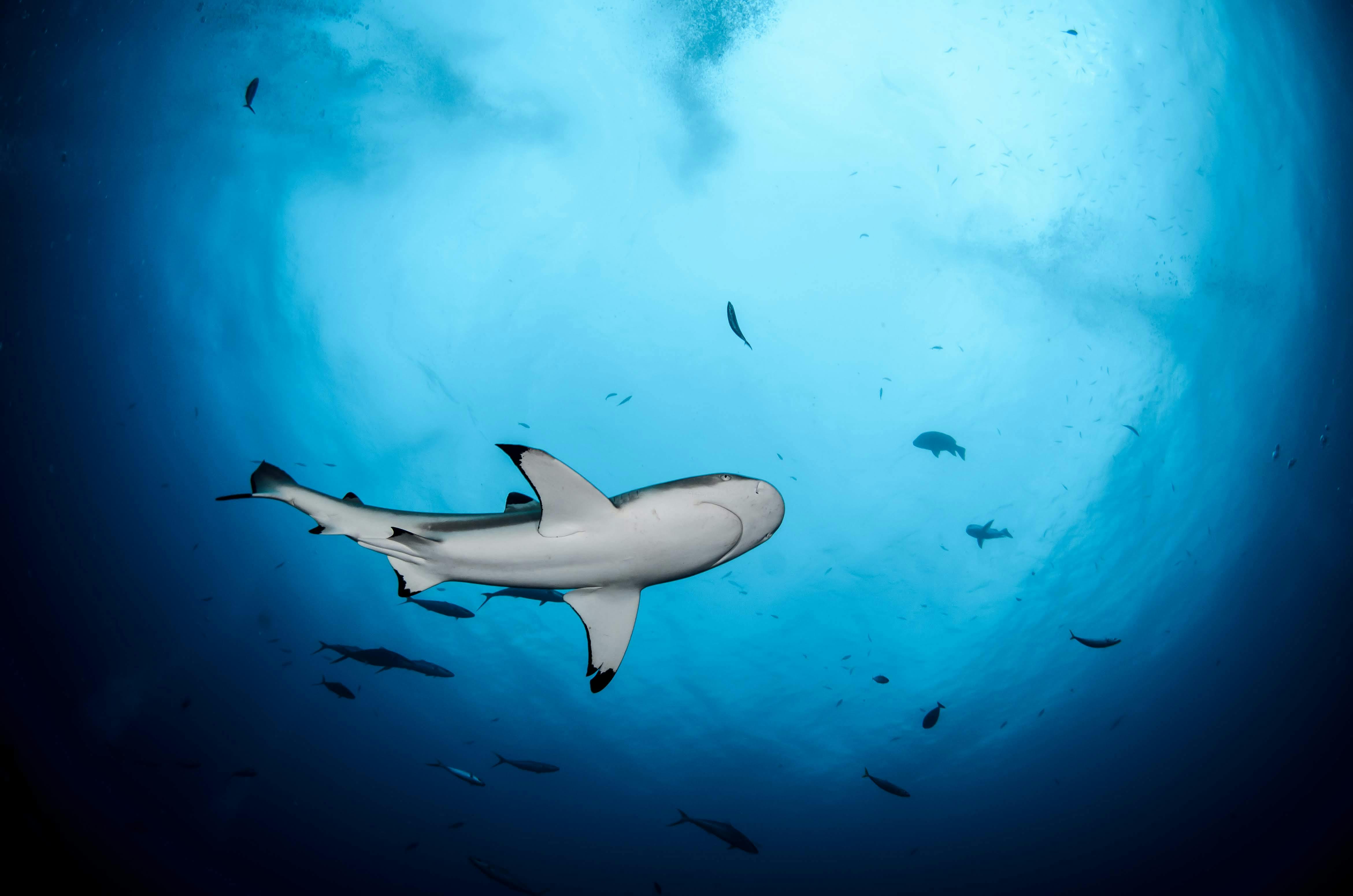 Scuba Diving - Moorea