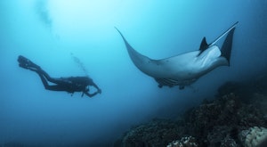 Scuba Diving - Bora Bora