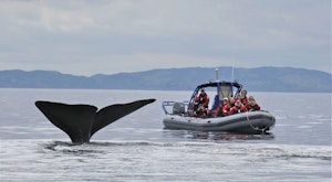 Sea of Whales Adventures – Zodiac Whale Watching Tour