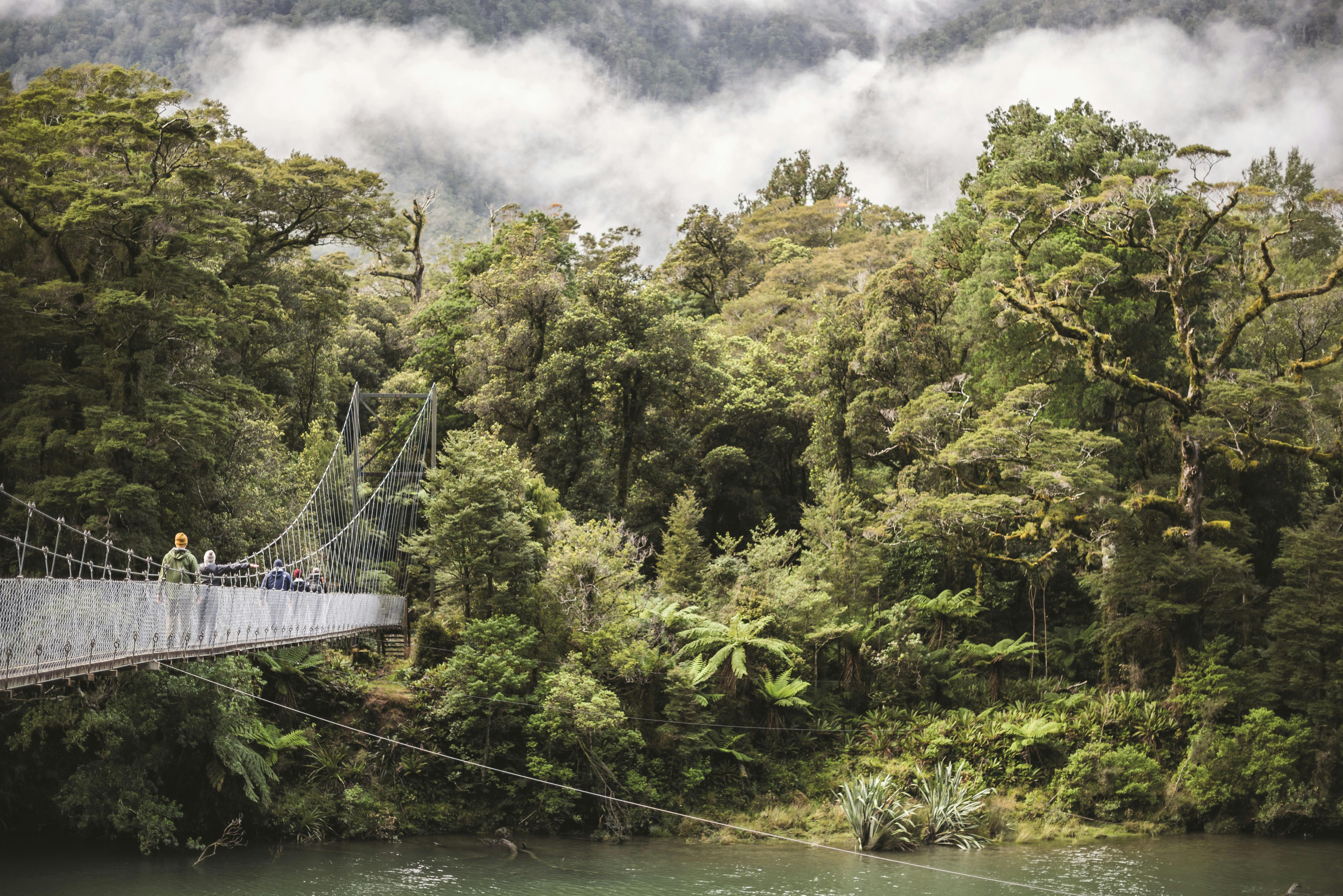 Four Day Hollyford Guided Walk