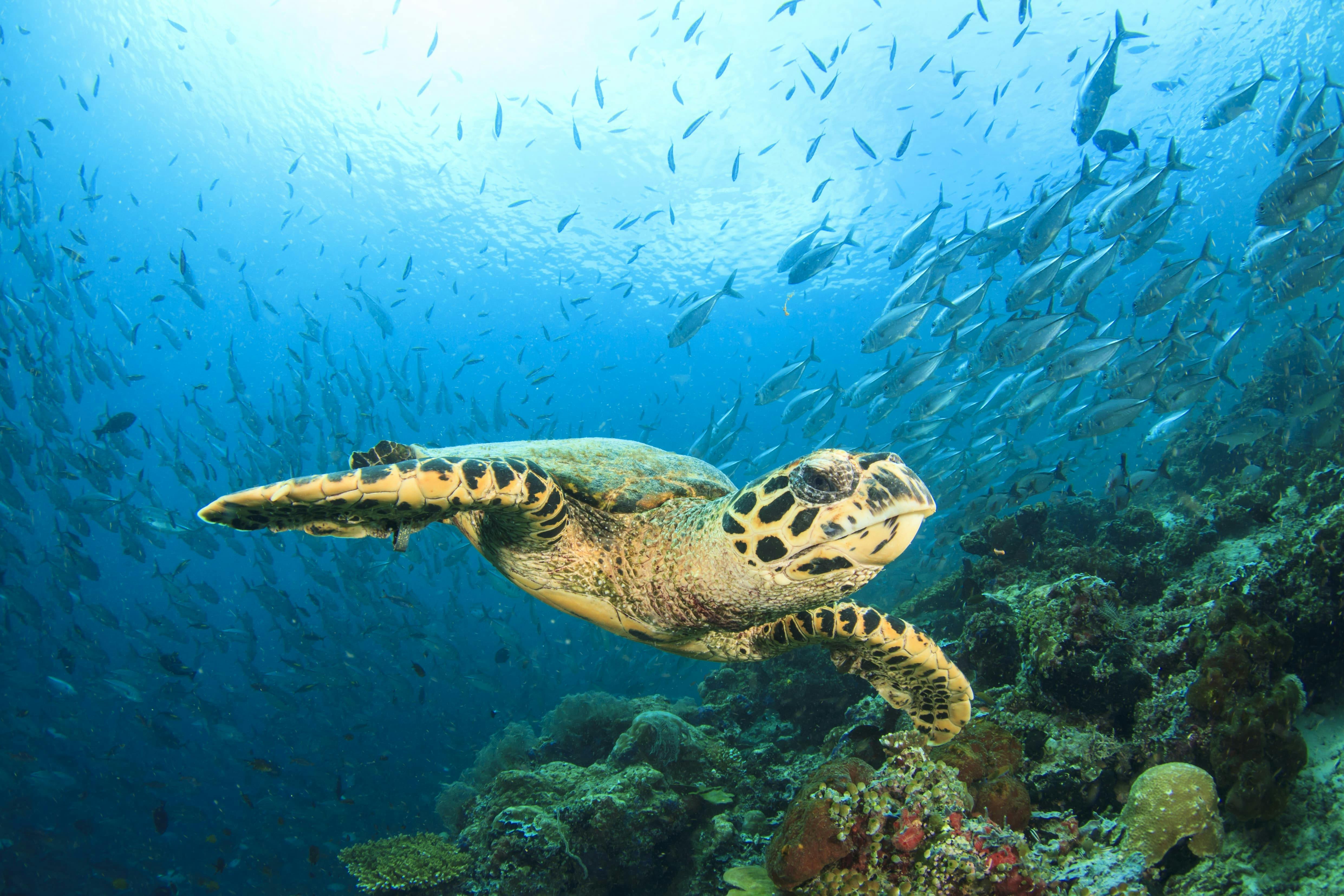Explore the amazing animals and wildlife of Barbados