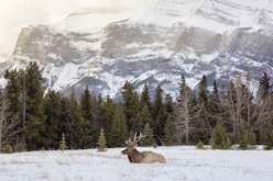 Discover Banff & its Wildlife