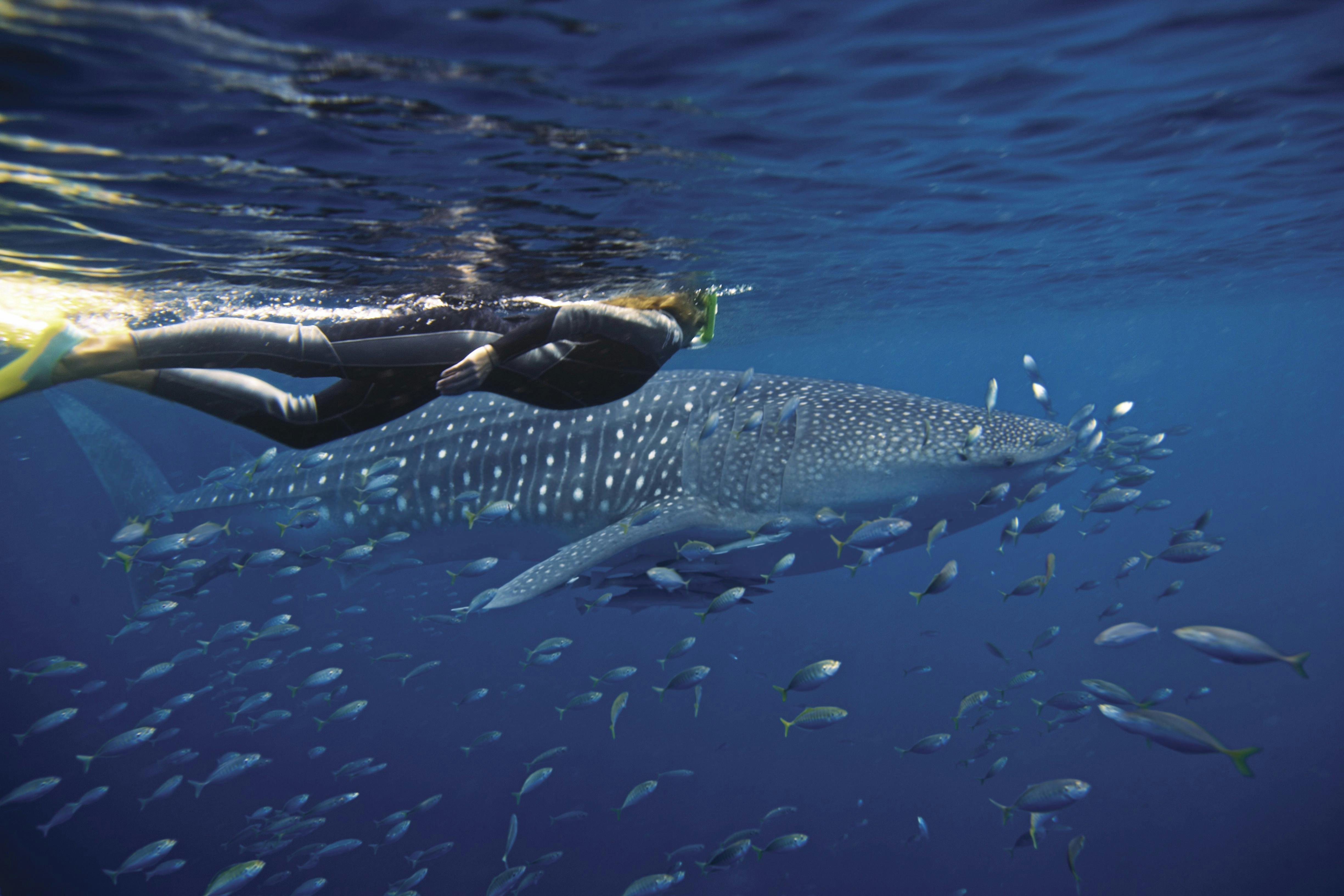 Full Day Deluxe Whaleshark Swim - Exmouth (Ningaloo Reef)
