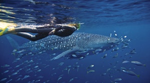 Full Day Deluxe Whaleshark Swim - Exmouth (Ningaloo Reef)