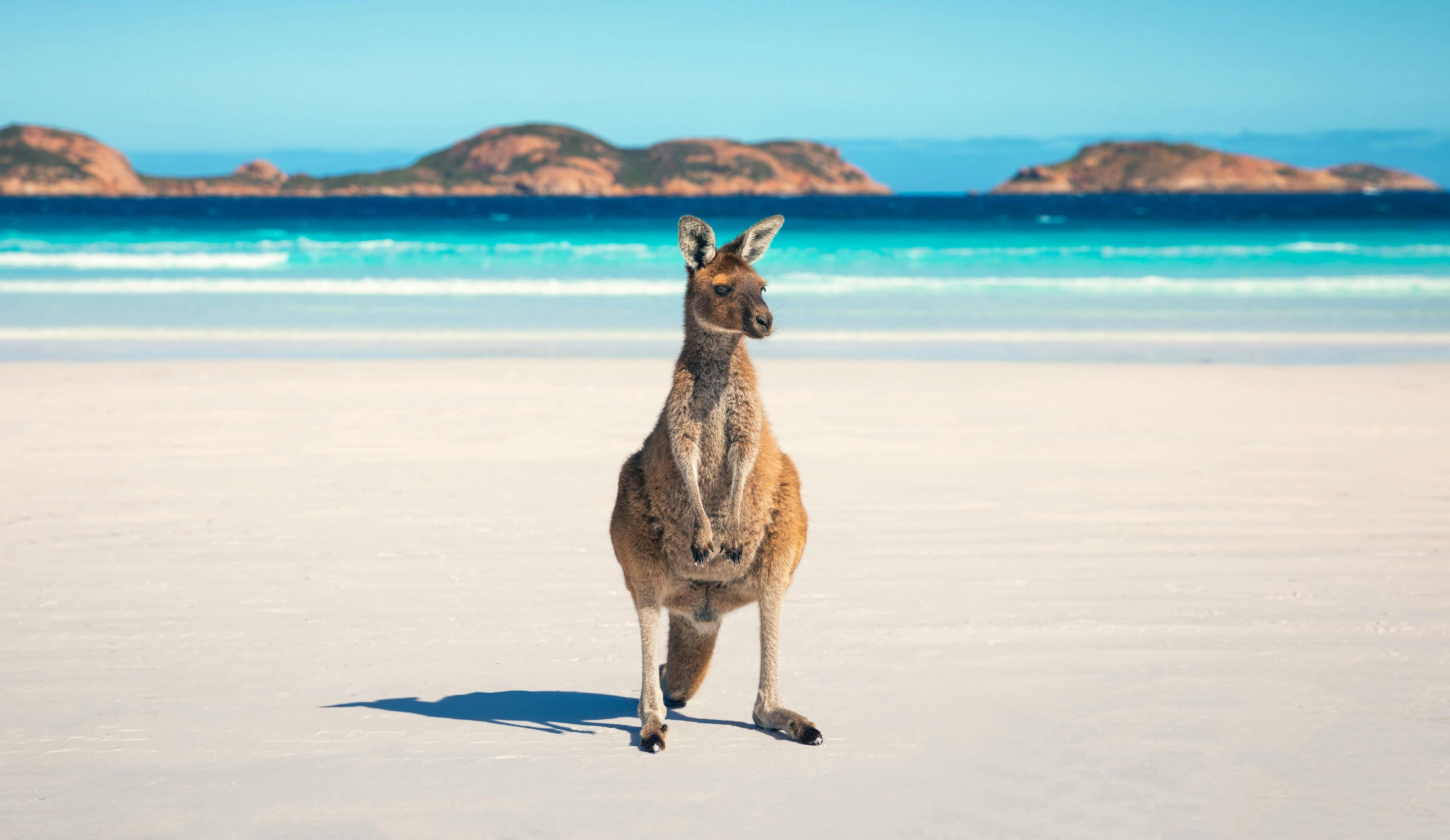 Into the Wild: Discover the 10 Best Wildlife Experiences in South Australia and Western Australia