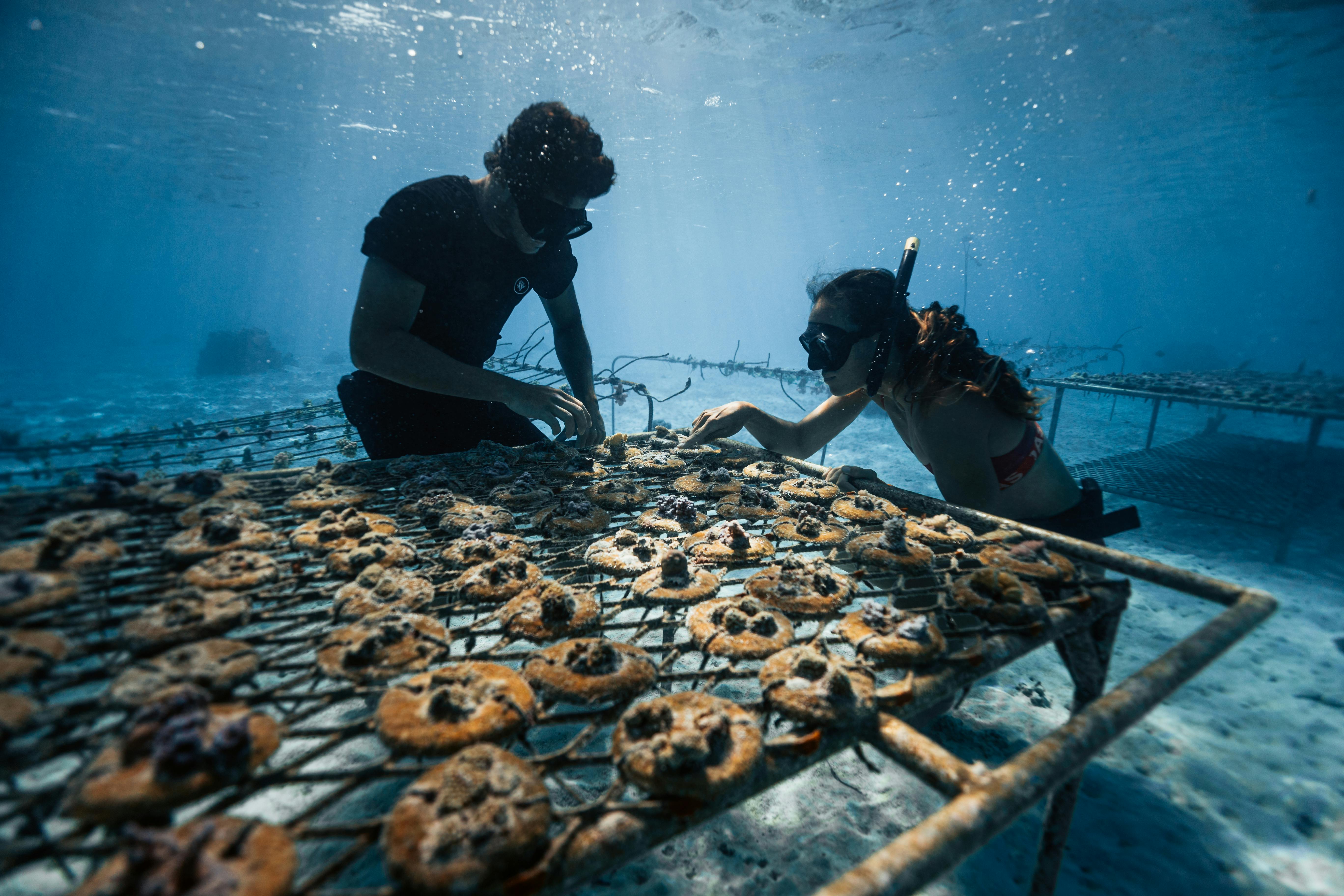 Moorea Coral Gardeners Experience