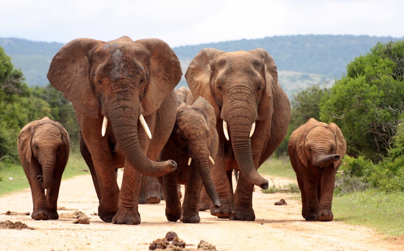 Elephant family, South Africa