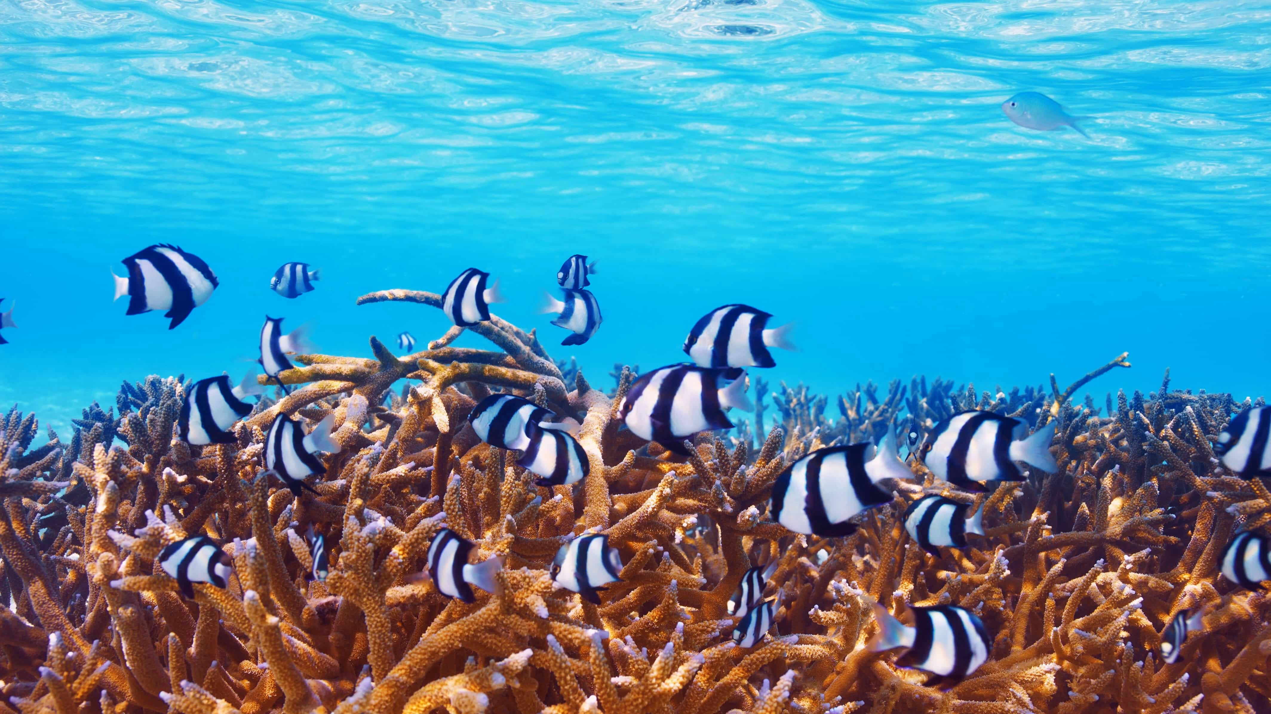 Tropical fish in the Maldivian reef