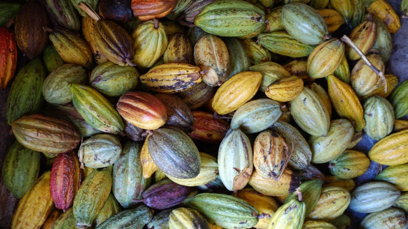 Food and Drinks You Need to Try in St Lucia