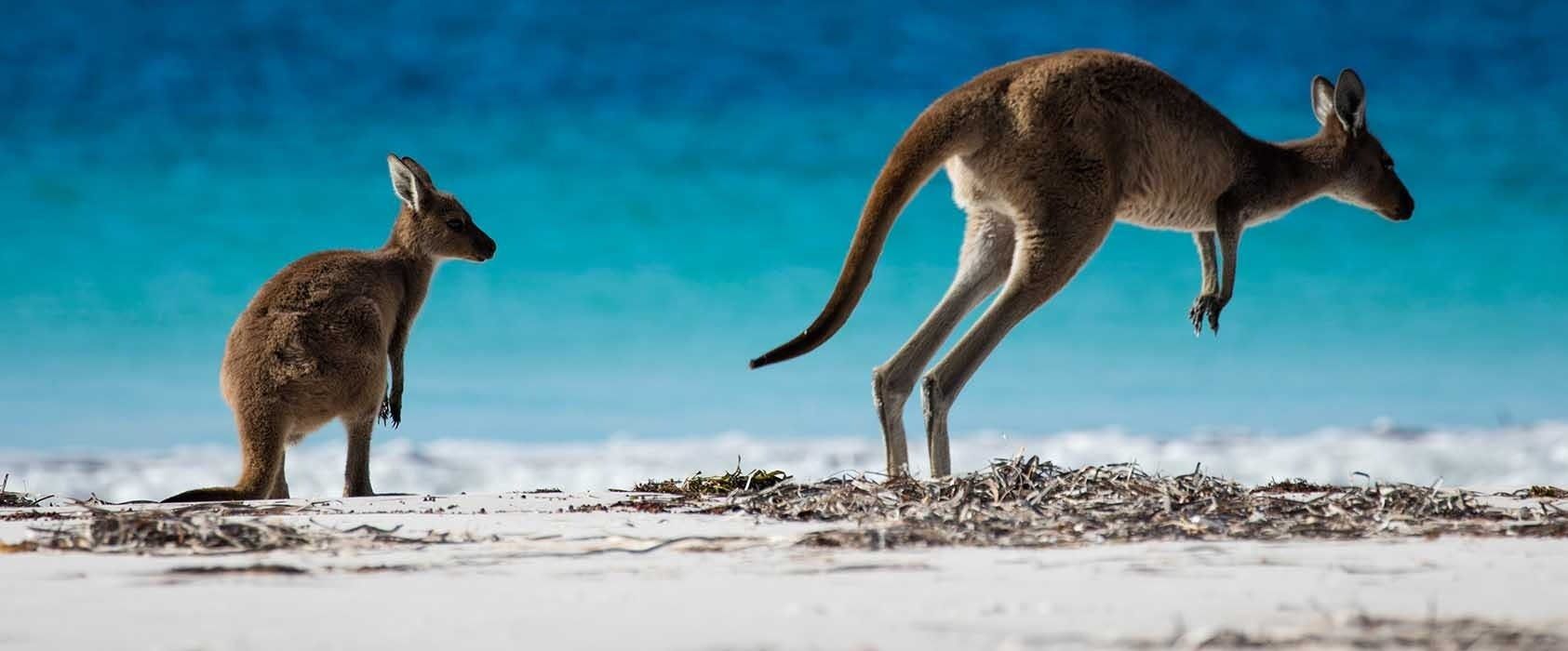 The Best Things To Do & See In Western Australia