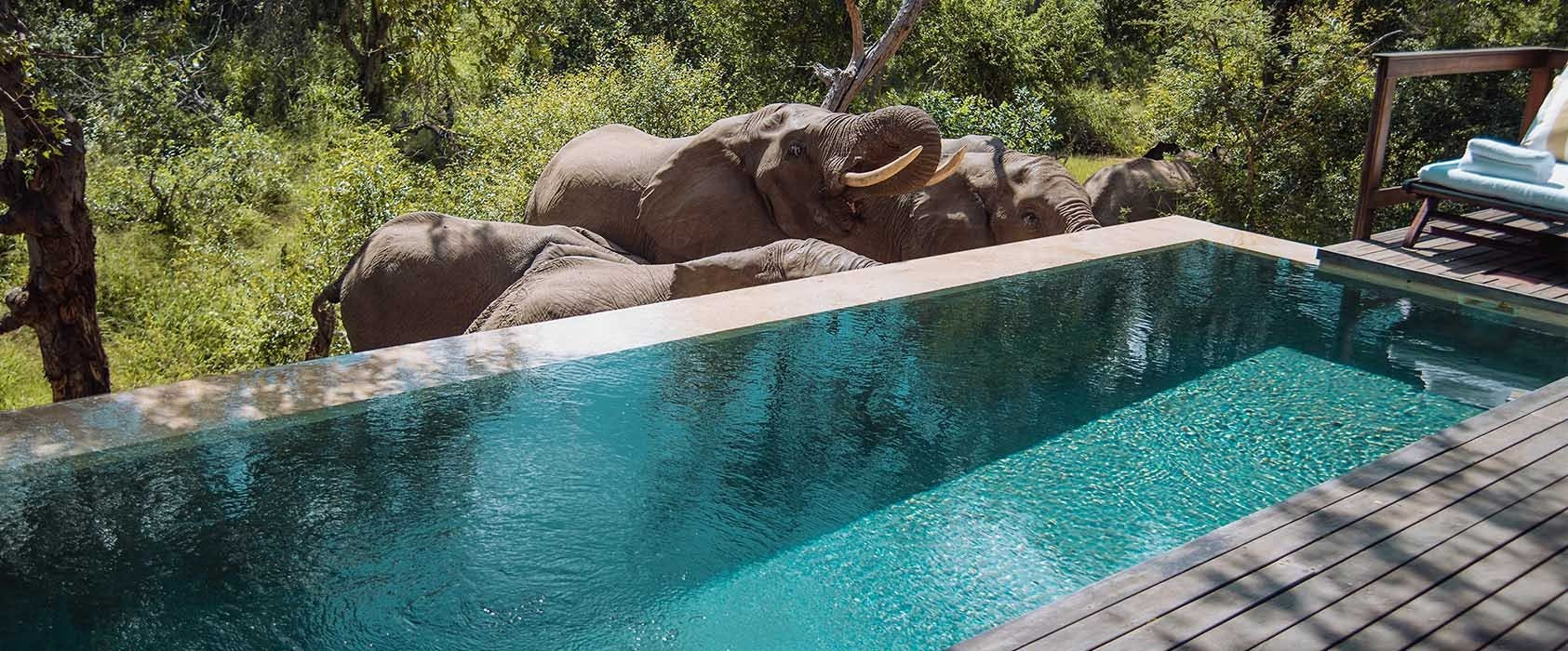 Experience Luxury and Wildlife in the Best Safari Lodges in South Africa