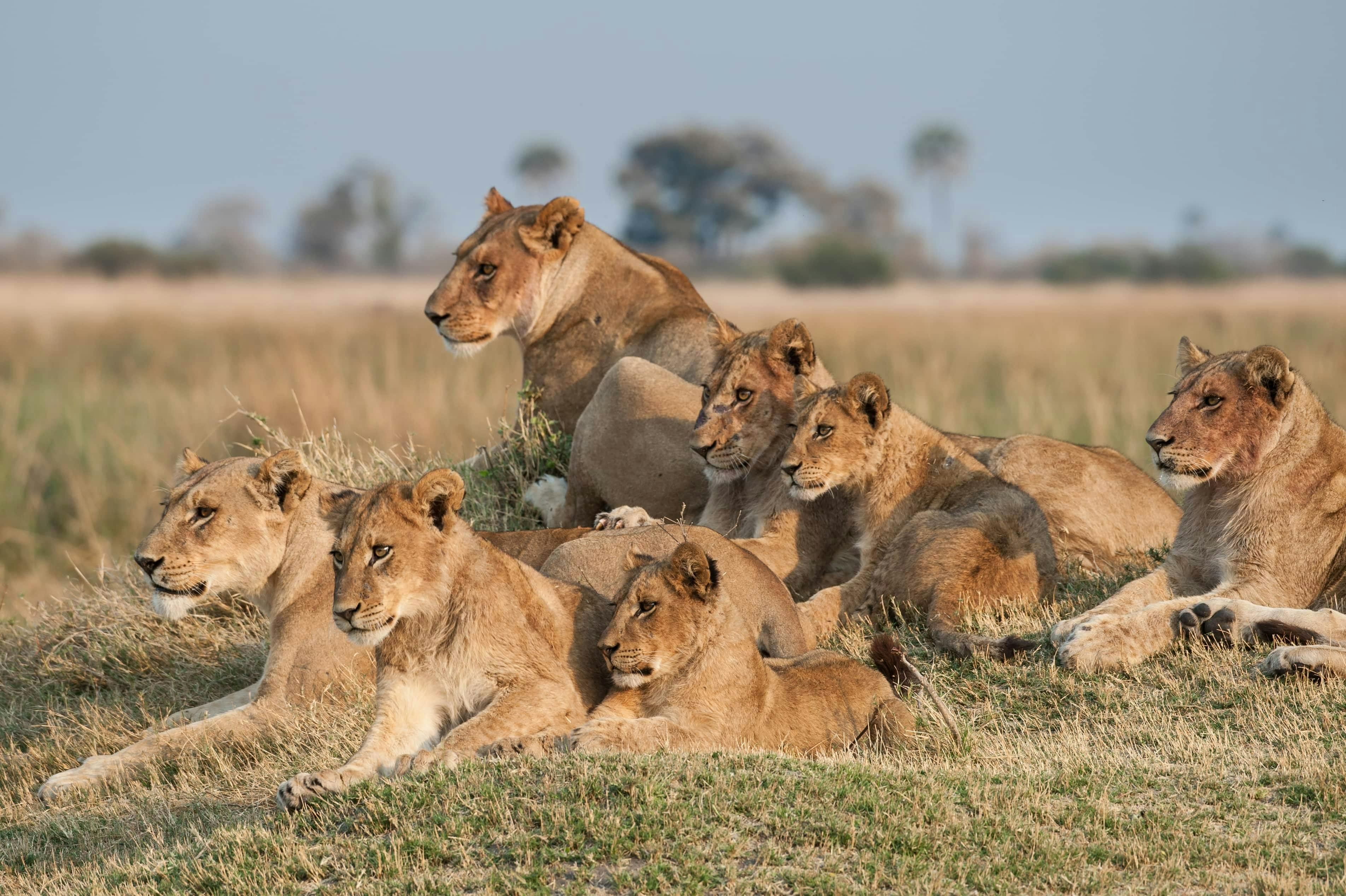 South Africa Big 5 Safari: Guide to When and Where to Witness Wildlife
