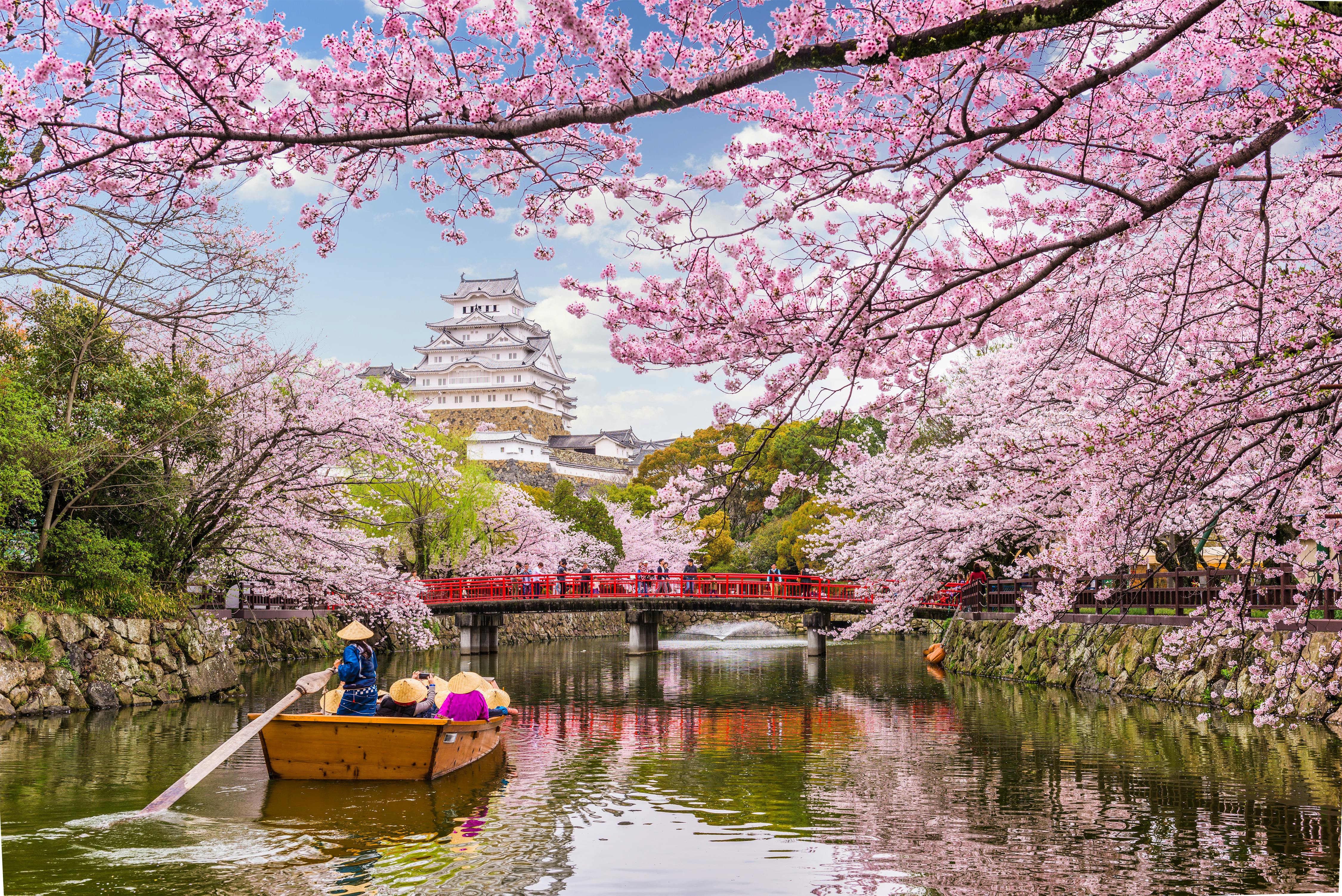 Where to See Cherry Blossoms in Japan: Top spots & insider tips for sakura season