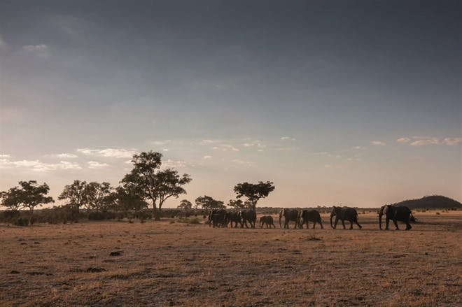 Belmond Savute Elephant Lodge