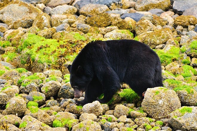 Tofino Coastal Bear Cruise