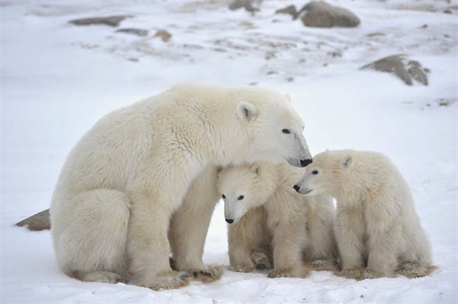 Tundra Buggy® Adventure - Polar Bear and Subarctic Wildlife Viewing