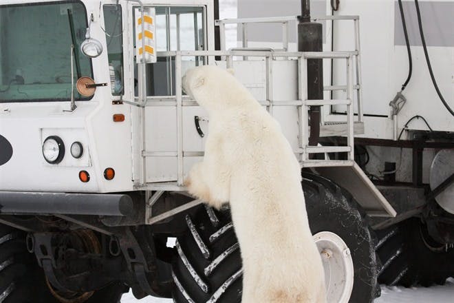 Tundra Buggy® Adventure - Polar Bear and Subarctic Wildlife Viewing Adventure