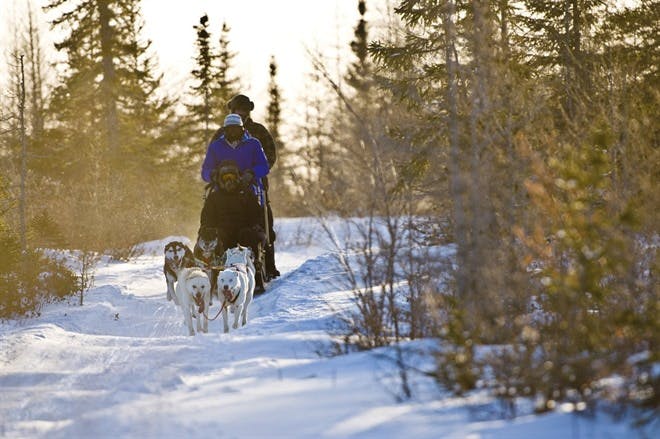Dog Sledding