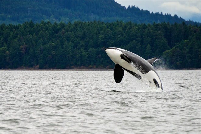 Vancouver Whale Watching
