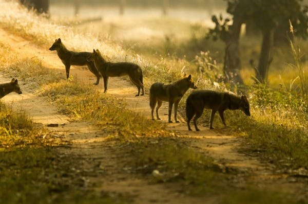 Bandhavgarh - Delhi