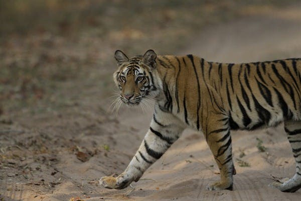 Ranthambore