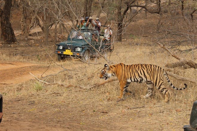 Ranthambore