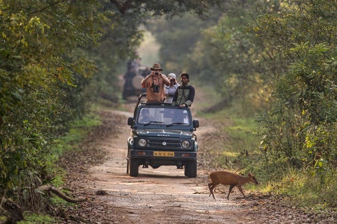 Tadoba
