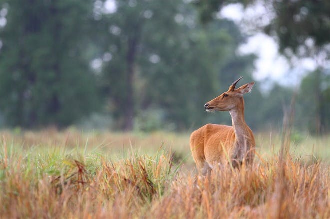 Tadoba