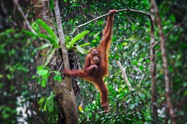 Sandakan - Kota Kinabalu