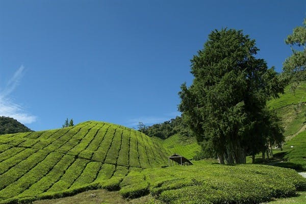 Taman Nagara - Cameron Highlands