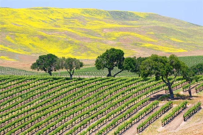 Napa Valley & Sonoma