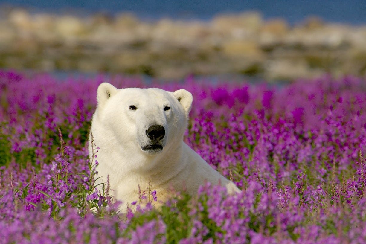 Manitoba's Polar Bears and Beluga Whales image 1