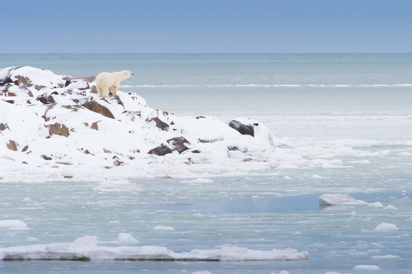 Manitoba's Polar Bear Safari image 1
