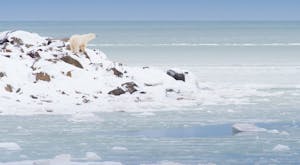 Manitoba's Polar Bear Safari
