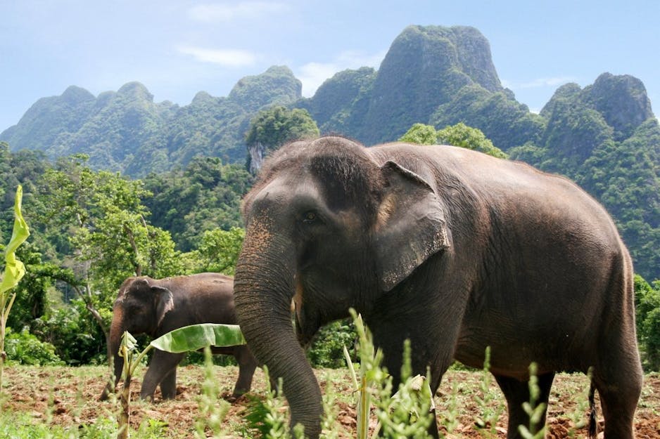 Elephant Hills Jungle Safari | Luxury Hotels in Khao Sok