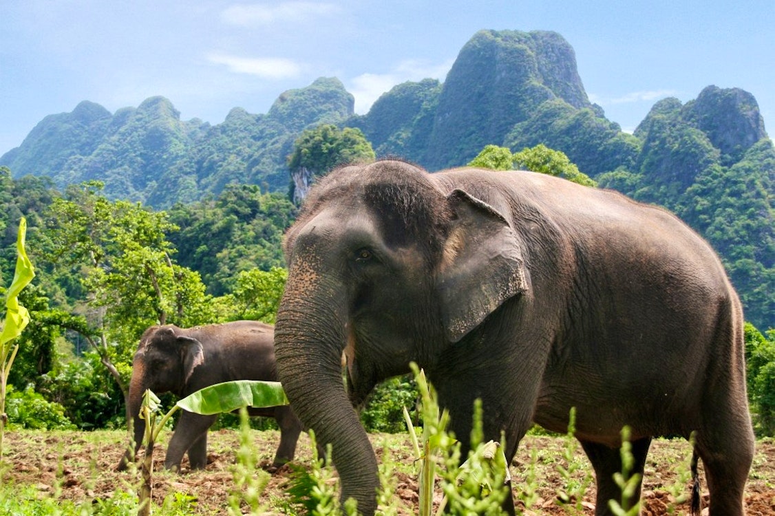 Elephant Safari & Beach Retreat Tour Thailand