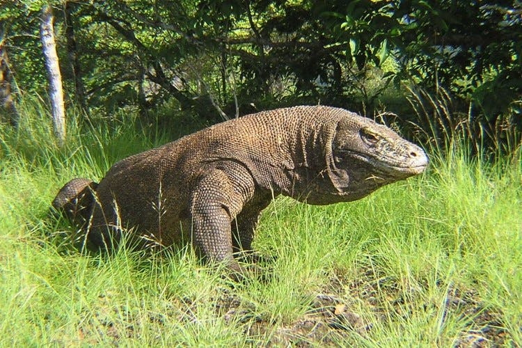 Komodo Dragon Exploration image 1