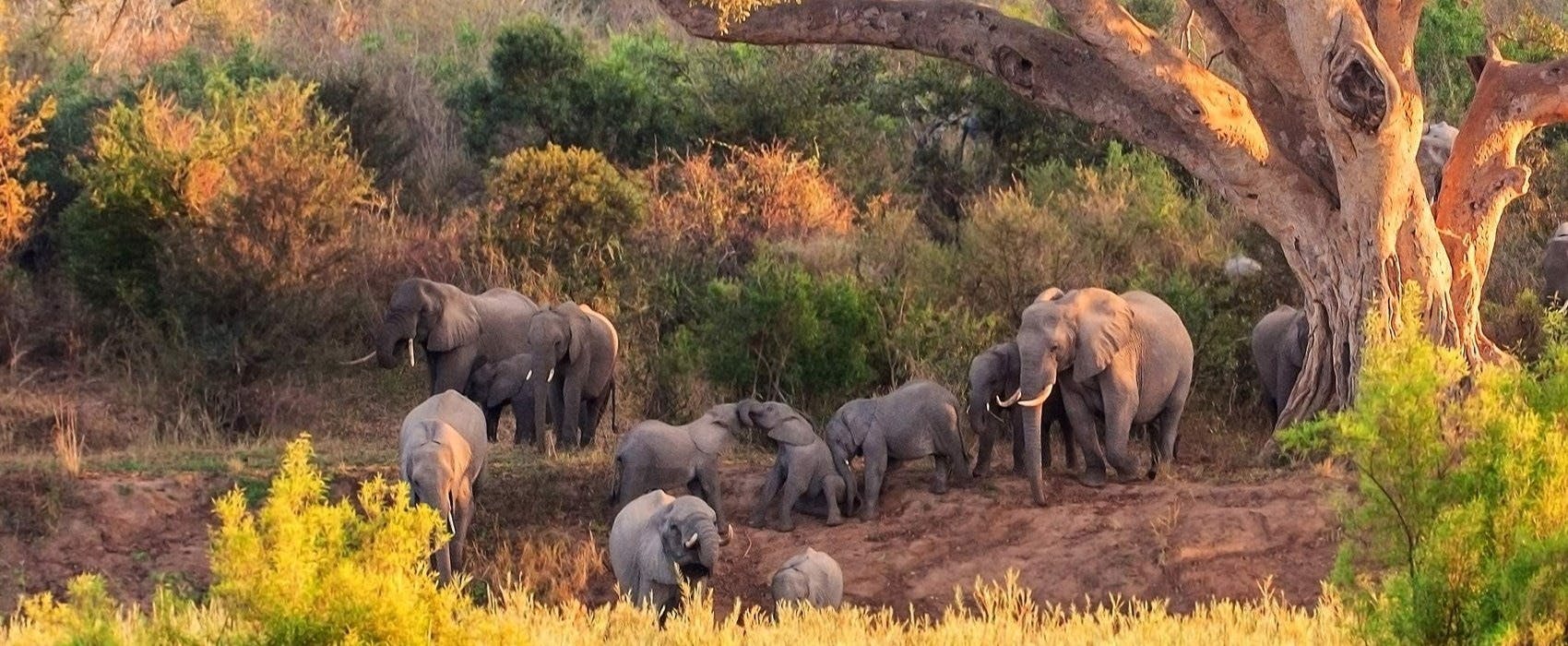 Kruger National Park Holidays