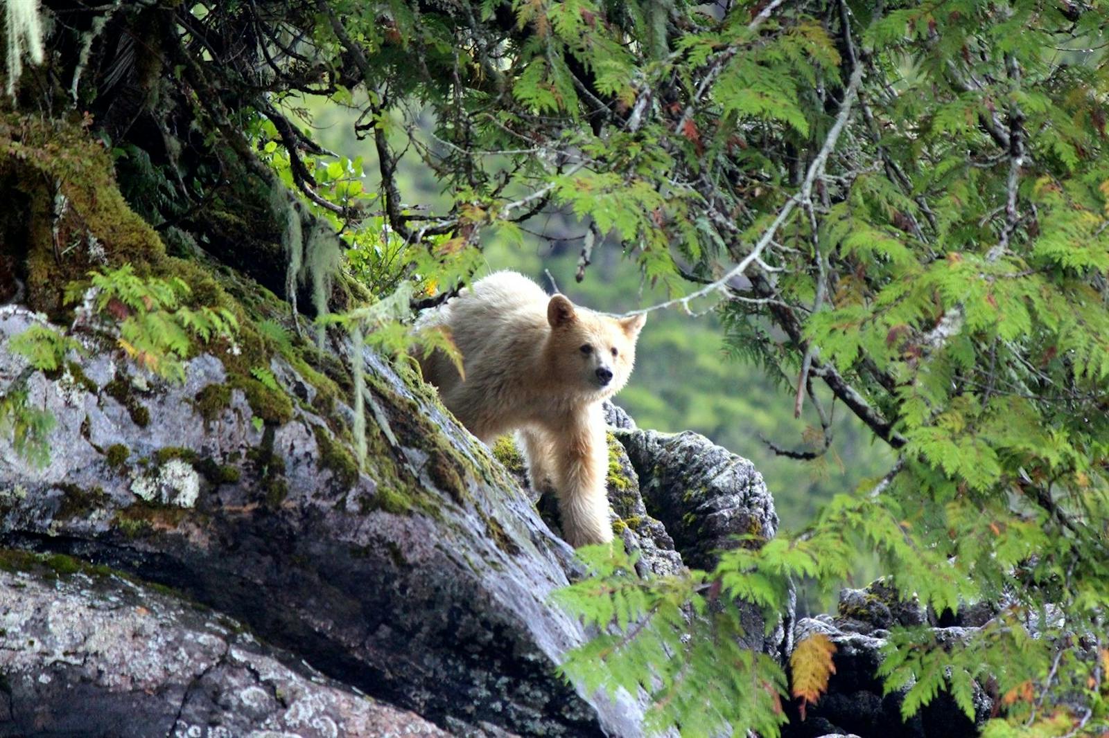 Spirit Bear | Luxury BC Lodge | Inspiring Travel Company