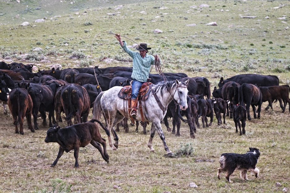 Wyoming Cattle Drives at TX Ranch